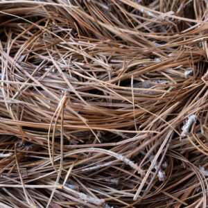 Long Needle Pine Straw - Charleston Landscape Supplies from All