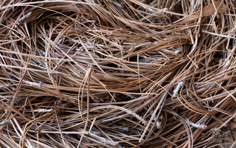 Long Needle Pine Straw - Charleston Landscape Supplies from All Seasons  Mulch